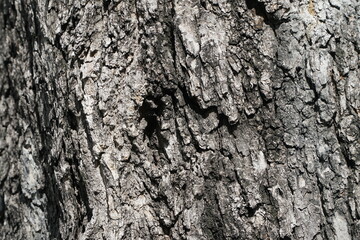 Rough surface of the bark