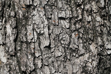 Rough surface of the bark