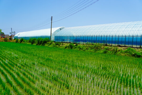 Glasshouses, greenhouses for growing vegetables on a summers day. Hydroponic vegetable cultivation farm. Modern big greenhouse. Blue polycarbonate greenhouses against a blue sky and rice plantations.