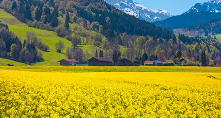 Fotobehang Oranje View to the mountains village and mustard field in Bavaria, Germany  © muratart