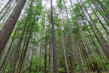 Fototapeta na wymiar Washington State Forest Pine Trees Pacific Northwest