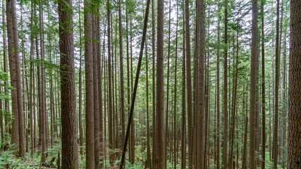 Fototapeta na wymiar Washington State Forest Pine Trees Pacific Northwest