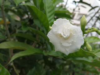 white rose in the garden