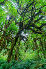 Hoh Rainforest (Hall of Mosses) - Olympic National Park