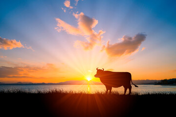 牛と朝日