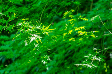 【初夏イメージ】森林の中の青紅葉