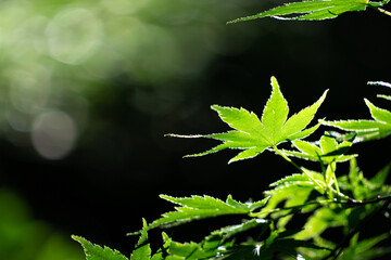 【初夏イメージ】森林の中の青紅葉