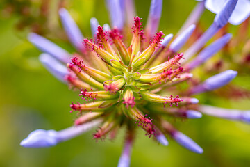 Macro Shot of a Plumbago Flower