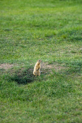a wild gopher crawled out of its hole in a green clearing