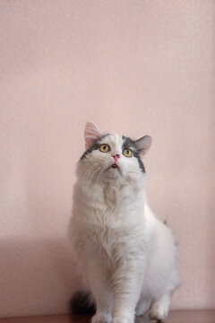 a simple home photo of an old fluffy cat sitting on a pedestal and looking up