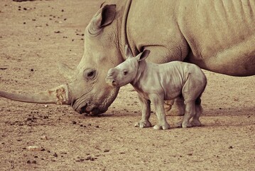 Fototapeta premium Rhino Baby 4 days old 