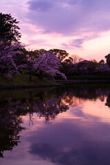日本の春の公園・夕暮れの池のほとりに咲く桜と夕焼けのリフレクション　マジックアワー