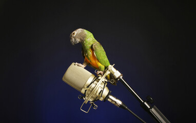 Bird standing on a microphone