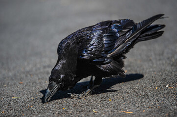 Crow