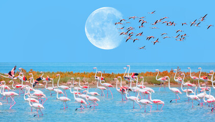 Flock of birds pink flamingo runing on the blue salt lake of Izmir bird paradise - Izmir, Turkey -...