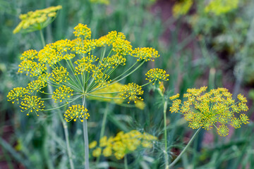 Fresh dill  (Anethum graveolens) growing on the vegetable bed. Annual herb, family Apiaceae. ...