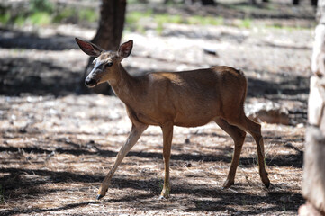 Mule Deer