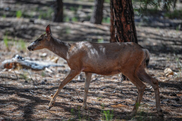 Mule Deer