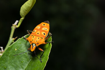 Giant orange bug in garden