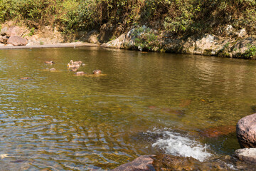 Obraz na płótnie Canvas A flock of ducks swimming in the river