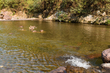 A flock of ducks swimming in the river