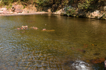 A flock of ducks swimming in the river
