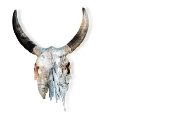 The skull of a cow, a buffalo isolated on a white background.