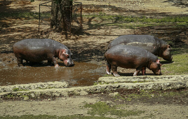 A common herd of Hippopotamus walking on the clay ground