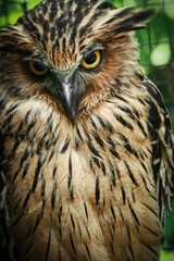Owl staring with yellow sharply eyes close up photo