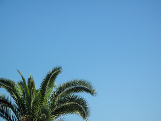 Green crown of  palm tree isolated on blue sky background at sunny summer day.