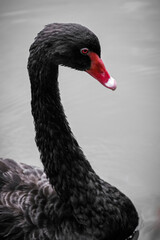 Black swan floating on the pond. West Australia black swan photo
