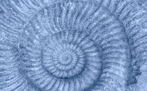 Closeup of ammonite prehistoric fossil 