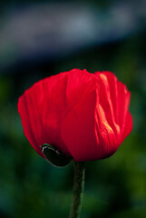 Red poppy on a blurred background of green grass, blooming poppy closeup