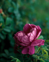 Wild rose flower with water drops on petals