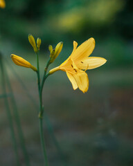Side view of a Beautiful Yellow Lily Blooming in the Garden