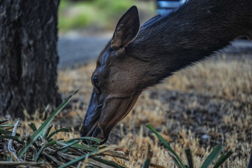 Female Elk