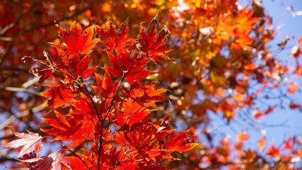 Autumn foliage in Kyoto, Japan