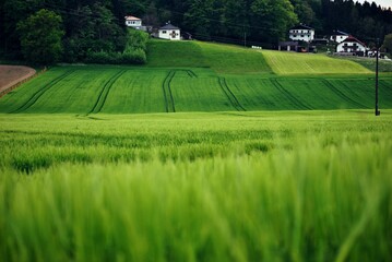 wheat field