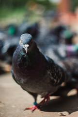 Pigeon portrait (front view) on a city street