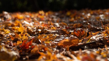 Autumn foliage in Kyoto, Japan