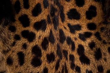 Leopard skin texture : Close-up leopard spot pattern texture background.