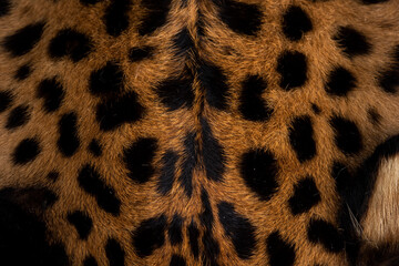 Leopard skin texture : Close-up leopard spot pattern texture background.