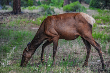 Naklejka na ściany i meble Female Elk