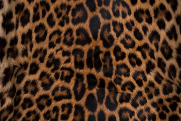 Fotobehang Leopard skin texture : Close-up leopard spot pattern texture background. © fototrips