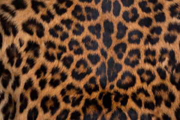 Leopard skin texture : Close-up leopard spot pattern texture background.