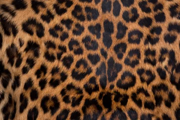 Selbstklebende Fototapeten Leopard skin texture : Close-up leopard spot pattern texture background. © fototrips