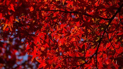 Autumn foliage in Kyoto, Japan