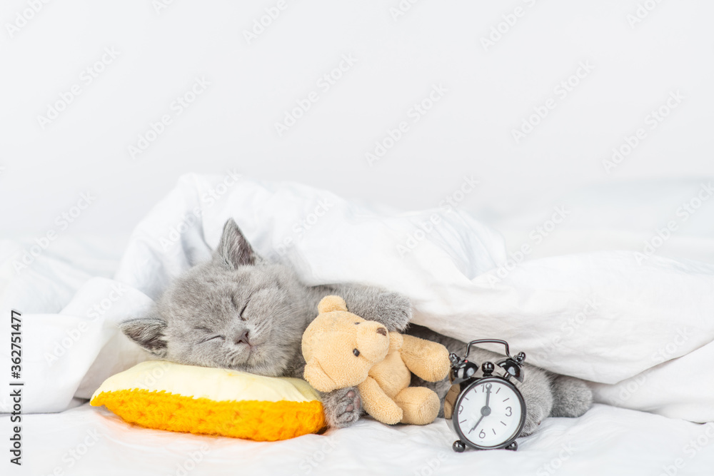 Sticker baby kitten sleeps with favorite toy bear under a blanket near a alarm clock