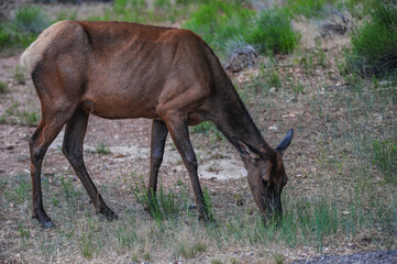 Fototapeta na wymiar Female Elk