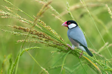 Java sparrow perching on a branch of grass